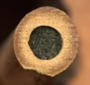 osmia_brevicornis_08_8635_312_fs