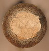 osmia_cornuta_09_1434_fs