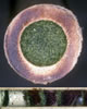 osmia_leaiana_verschluss-nest_fs