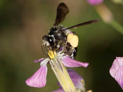Andrena agilissima