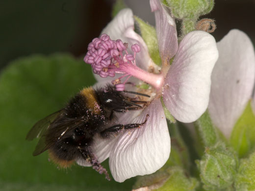 Bombus pratorum an Althaea officinalis