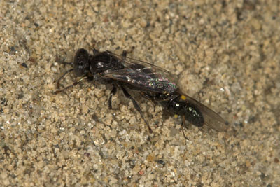 Oxybelus bipunctatus mit Beute