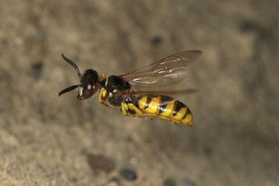 Philanthus triangulum - Bienenwolf