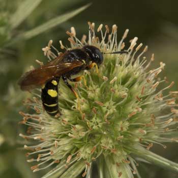 Philanthus coronatus