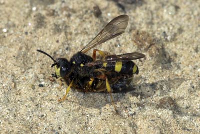Cerceris rybyensis mit Beute