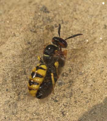 Philanthus triangulum - Bienenwolf