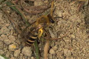 Colletes hederae - pollenbeladenes Weibchen vor dem Nest