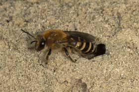 Colletes hederae - Weibchen auf der Suche nach einem Nistplatz