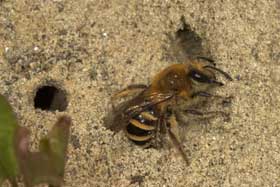Colletes hederae - Weibchen testet Nistplatz