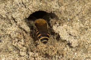 Colletes hederae - nestgrabendes Weibchen