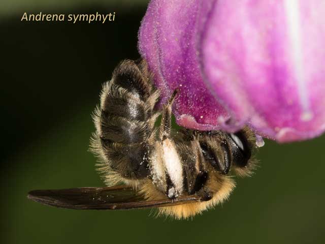 Andrena symphyti