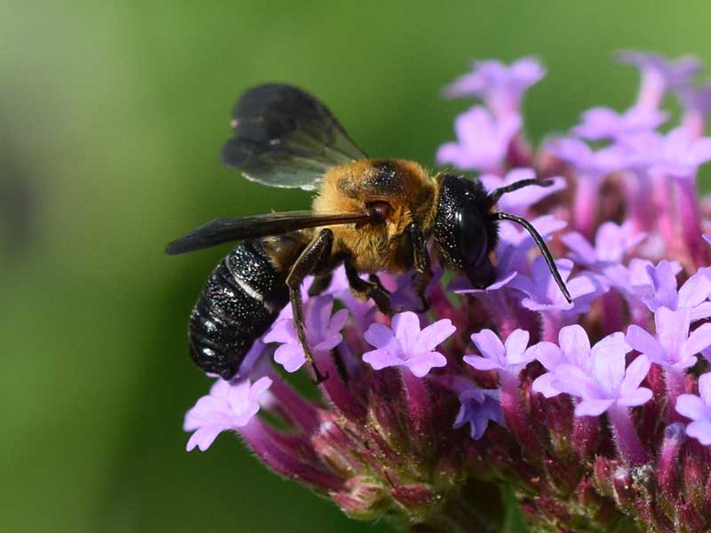 Megachile sculpturalis