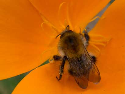 Bombus pascuorum_Eschscholzia