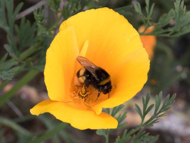 Erdhummel