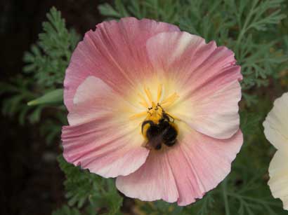 Bombus terrestris Eschscholzia