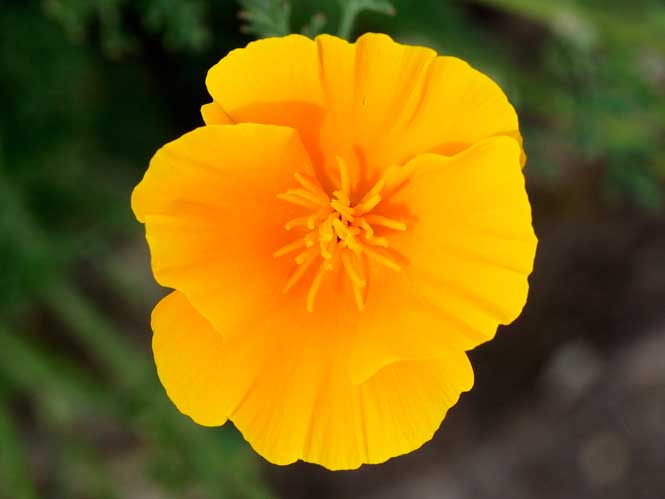 Eschscholzia californica