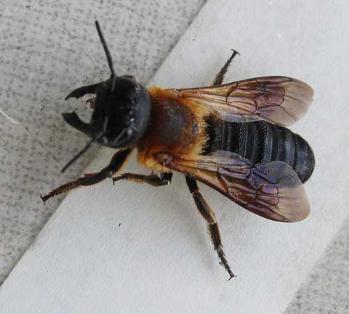 Megachile sculpturalis