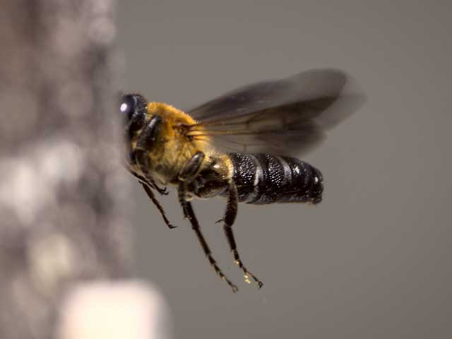 Megachile sculpturalis