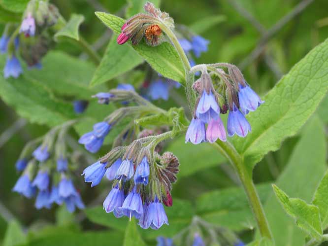 Symphytum caucasicum