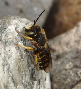 Anthidium oblongatum Männchen