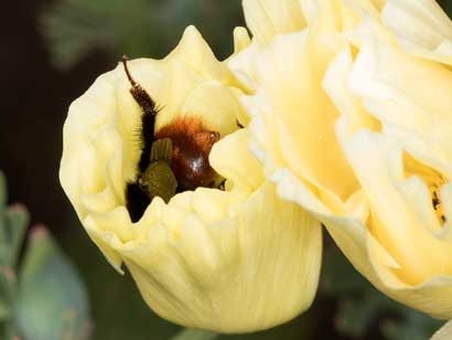 Bombus lapidarius an Eschscholzia