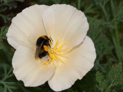 Bombus terrestris Eschscholzia