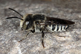 Coelioxys echinata Männchen