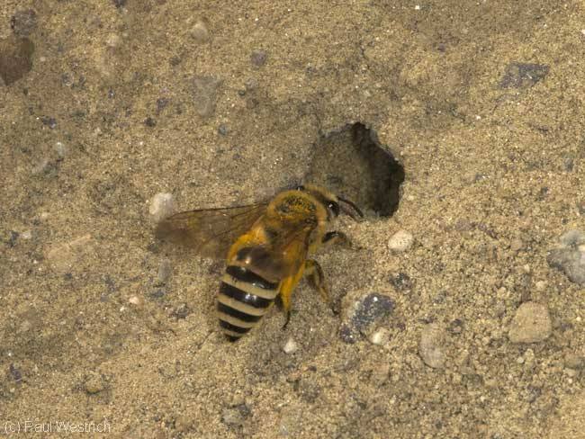 Colletes hederae - Weibchen am Nest
