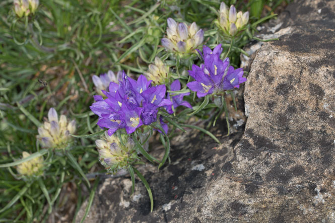 Edraianthus graminifolius