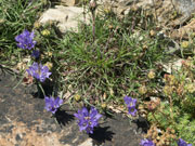 edraianthus_graminifolius_P5261968_1100