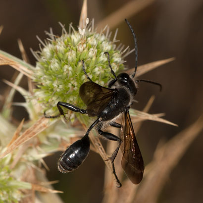 Isodontia mexicana
