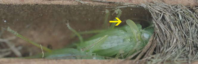 Isodontia mexicana Ei