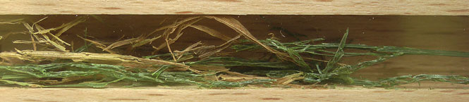 Isodontia mexicana