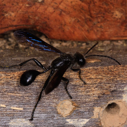 Isodontia mexicana Männchen