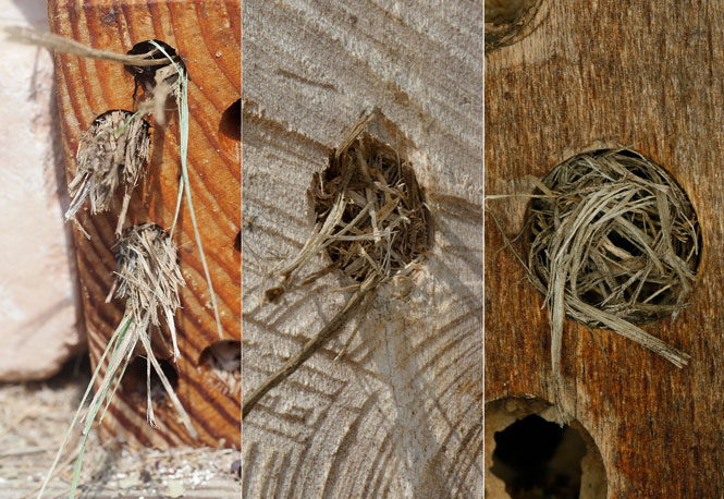 Isodontia mexicana Nestverschlüsse
