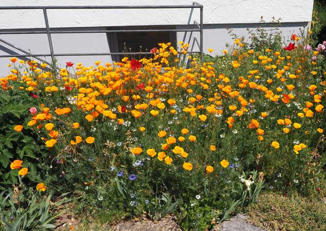 Escholzia_Immenhausen_P20_2502_665