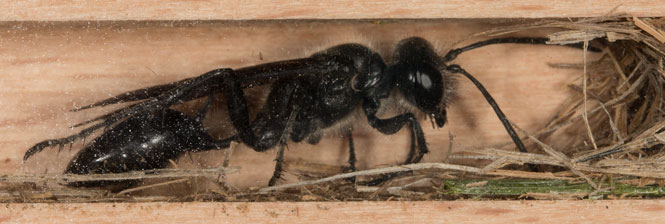 isodontia_mexicana_f_15_4291_1100