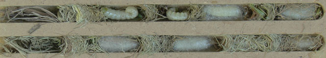 isodontia_mexicana_nester_S1030008_1100