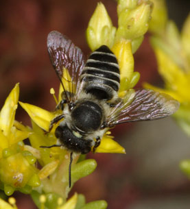 Megachile rotundata auf Sedum acre