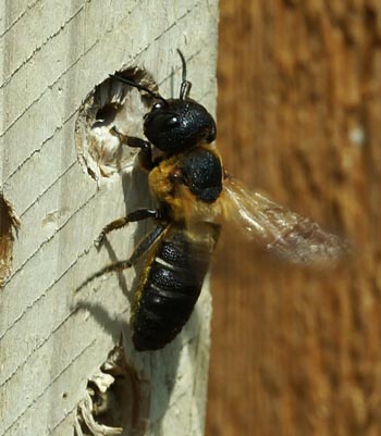 Megachile sculpturalis