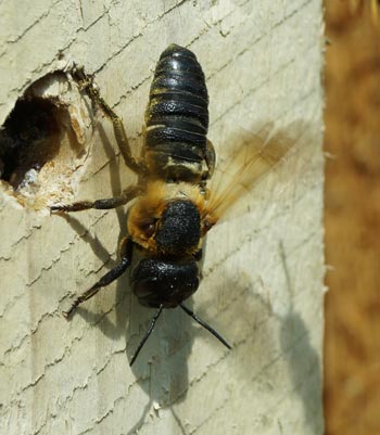 Megachile sculpturalis