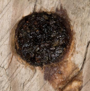 megachile_sculpturalis_verschluss_