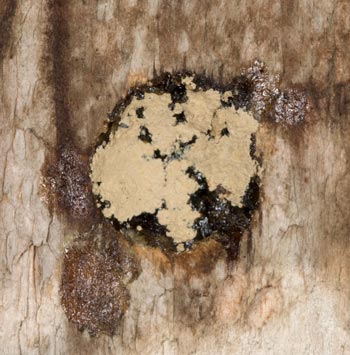 Megachile sculpturalis_Nestverschluss