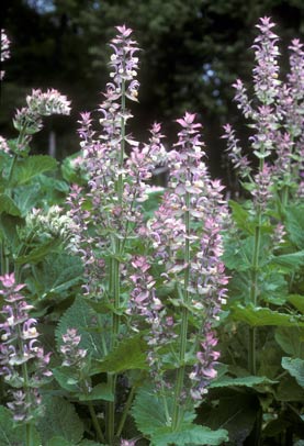 Salvia sclarea