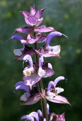 Salvia sclarea