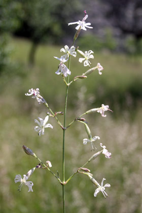Silene nutans