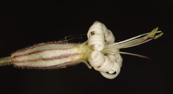 Silene nutans
