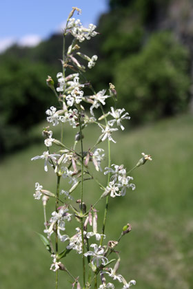 Silene nutans