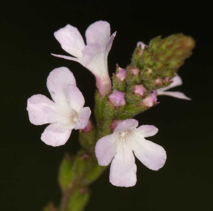 Verbena officinalis