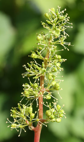 Wein-Rebe